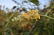 2016-10-24 Schmetterlingsflieder gelb.webp