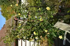 2016-10-24 Goden Gate gesamt .webp