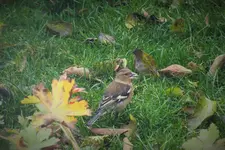 DSCF7731 (2).webp
