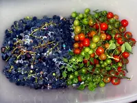 IMGP9992.webp