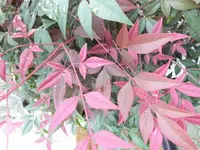 DSCI0668.webp