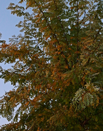 Goldrobinie_Herbst_golden_grün_800.webp