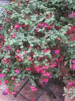 IMG_7081.webp