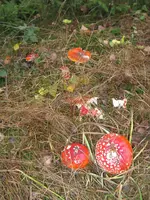 003_720x960.webp