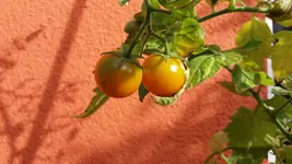 20161024_113858.2.webp