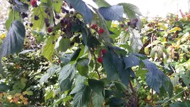 20161024_114115.2.webp