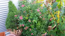 20161024_114140.2.webp