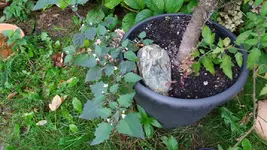 20161024_114158.2.webp