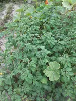 20150814_155443.webp