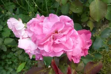 P1020443.webp