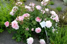 2016_06223april20160013.JPG