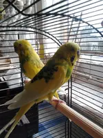 2016-02-13 09.45.13.webp