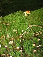 003_720x960.webp