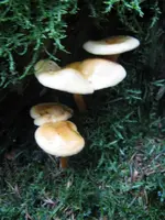 005_720x960.webp