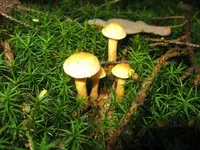 falscher pfifferling_1280x960.webp