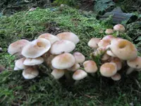 rauchblättriger schwefelkop_1280x960.webp