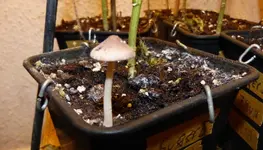 Pilz.webp
