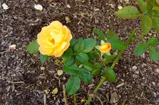 2016_1013162okt0023.webp