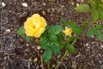 2016_1013162okt0023.JPG
