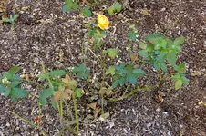 2016_1013162okt0022.webp