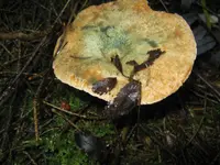 fichten reizker_1280x960.webp