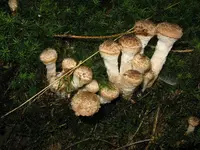 hallimasch_1280x960.webp