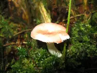 täubling_1280x960.webp