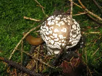 wulstling _1280x960.webp