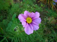 DSCI0039.webp