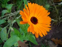 DSCI0040.webp