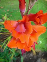 DSCI0041.webp