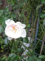 IMG_7055-001.webp