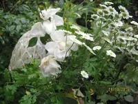 IMG_7059.webp
