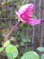 IMG_7061-001.webp