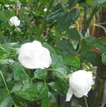 IMG_7064.webp