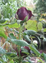 IMG_7065.webp