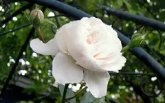 IMG_7066-001.webp