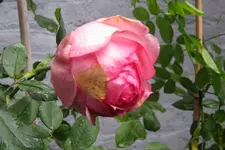 IMG_7067-001.webp