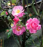 IMG_7085.webp