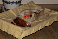 Estrella_Hundebett1_900.webp