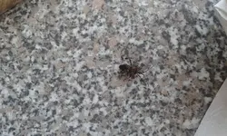 Fliegender Käfer.webp