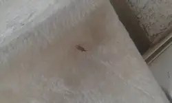 Fliegender Käfer II.webp