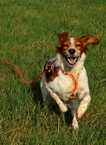 Estrella in the field2_700.webp