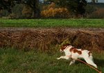 Estrella in the field3_900.JPG