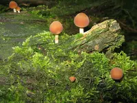 009_1280x960.webp