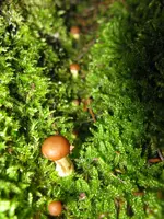 012_720x960.webp