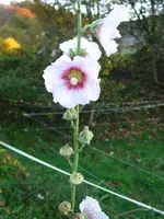 IMG_7584.JPG
