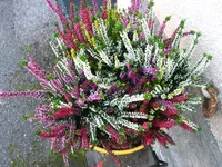 IMG_7564.webp