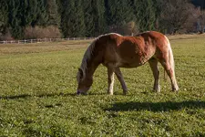 IMG_9234.webp