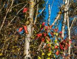 IMG_9241.jpg